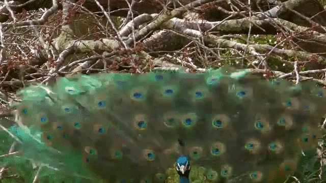 peacock rattle