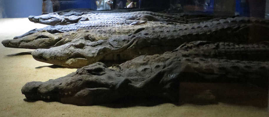 Aswan Mummified Crocodile