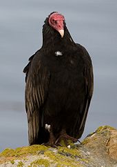 Montegregian Turkey Vulture