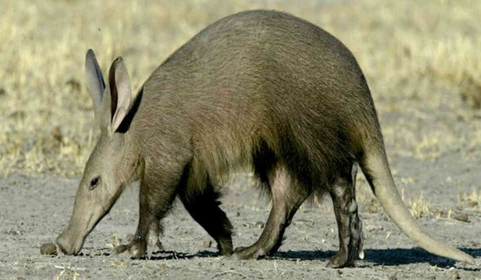 Aardvark