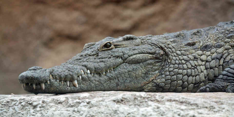 Crocodile