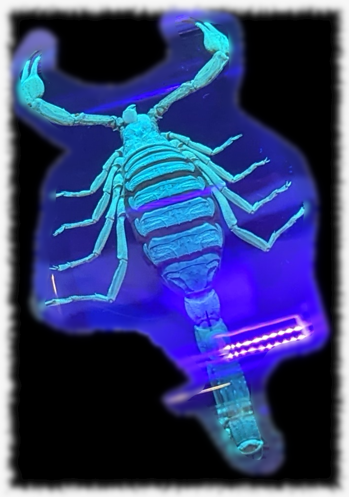 Fluorescent Scorpion
