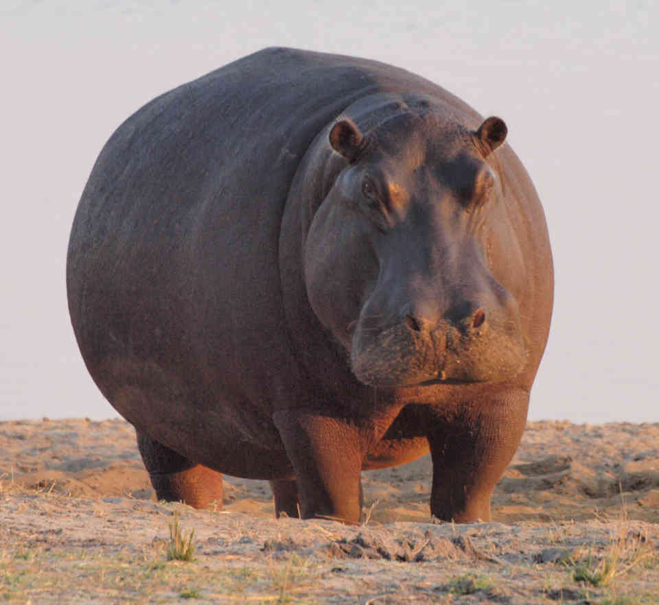 Hippopotamus