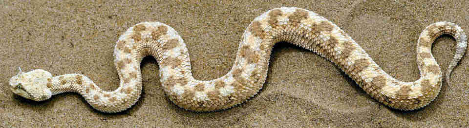 Horned Viper