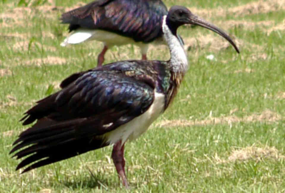 Ibis