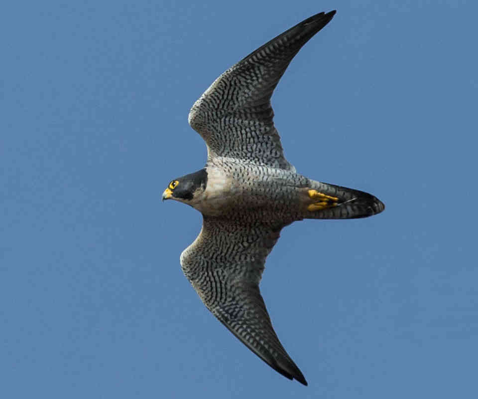 Peregrine Falcon