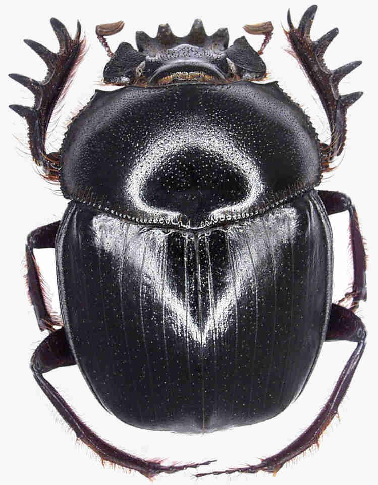 Scarab Beetle