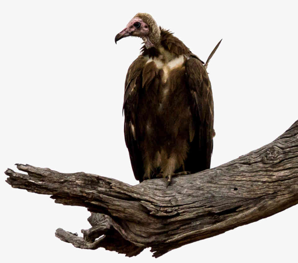 Vulture