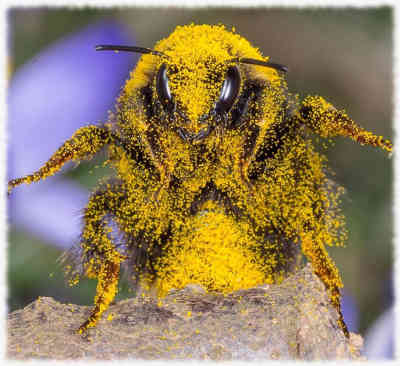 Bee