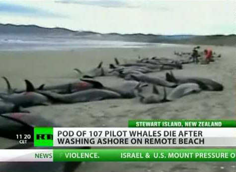 Dead Whales Bluff
