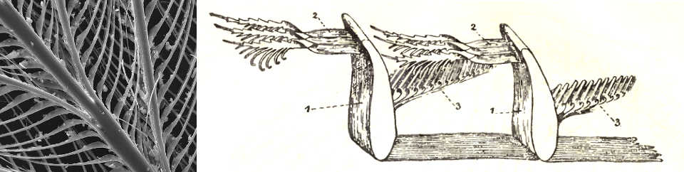 Feather Microscope