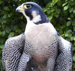 Montegregian Peregrine Falcon